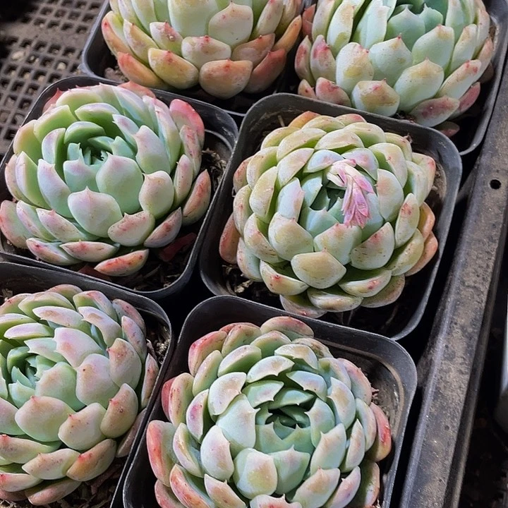 单头大贝瑞带盆土发