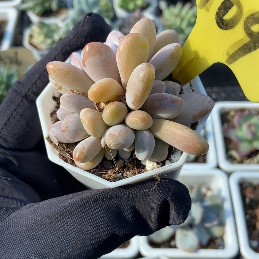 6109粉兔多肉植物保护