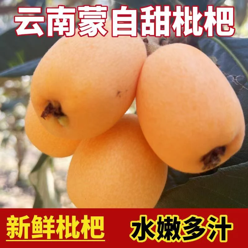 正宗云南高山蒙自甜琵琶新鲜多汁皮薄肉厚 应季鲜果 大果现摘现发