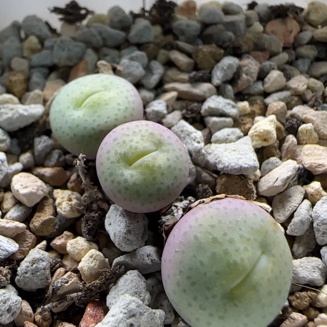 2-25-7-1当天满58包邮超嘟嘴奶油1.2cm多肉脱土