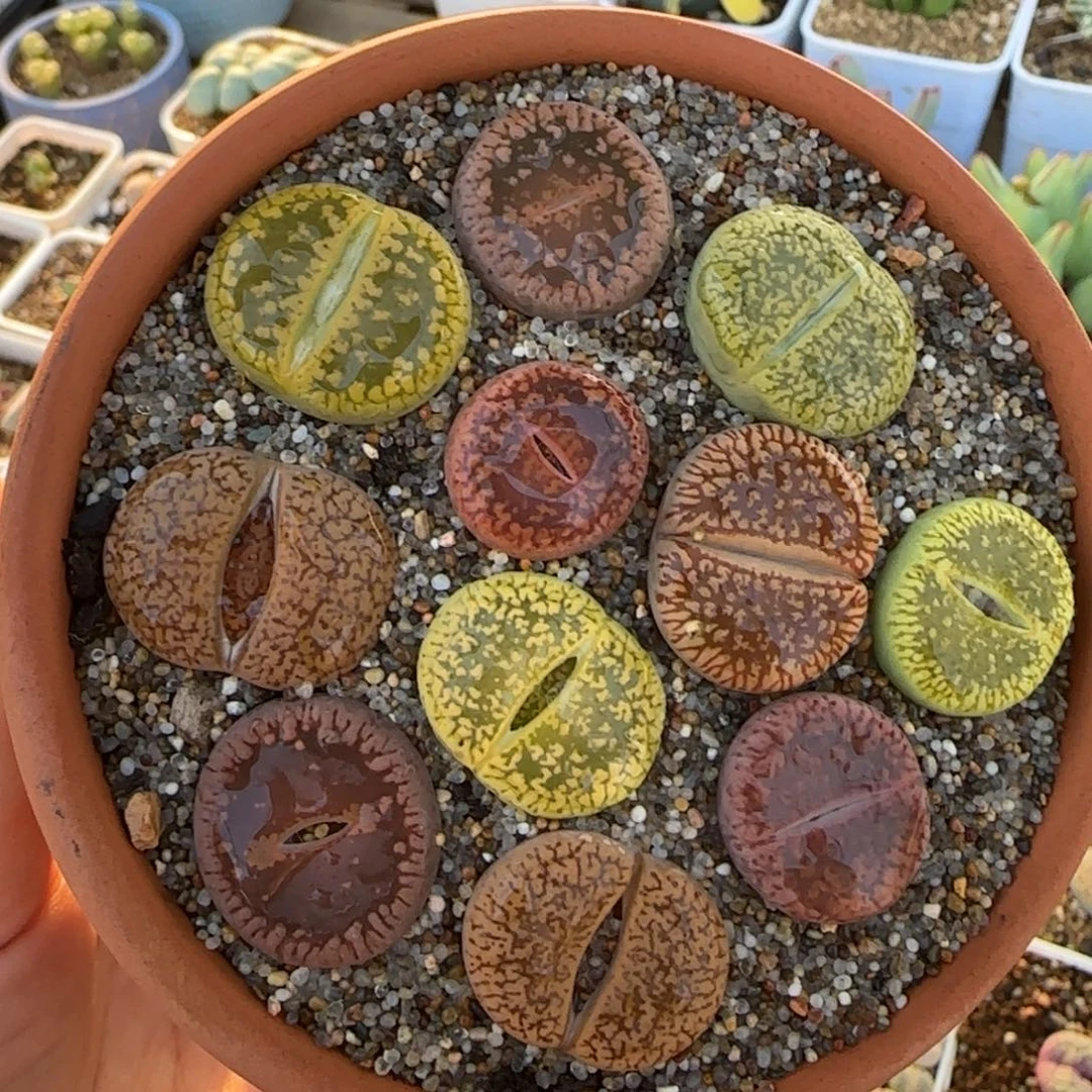 组合带盆土多肉植物百科