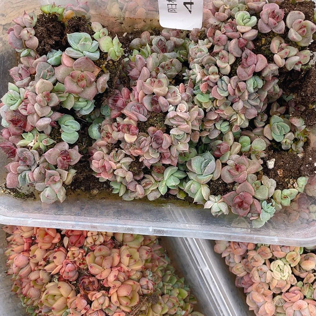 多肉植物多肉植物437