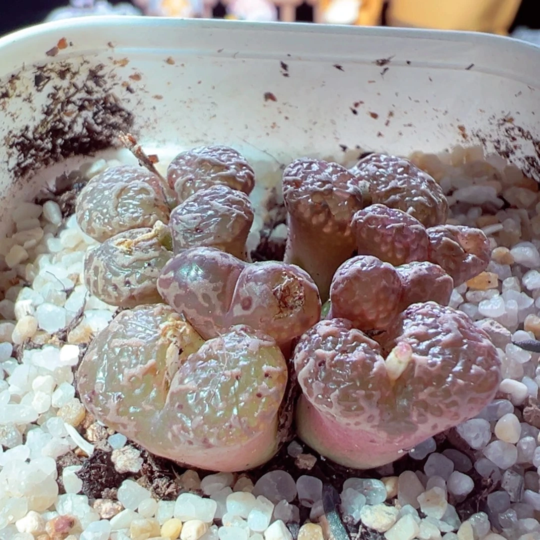 914-243多肉多肉鱼子酱勋章
