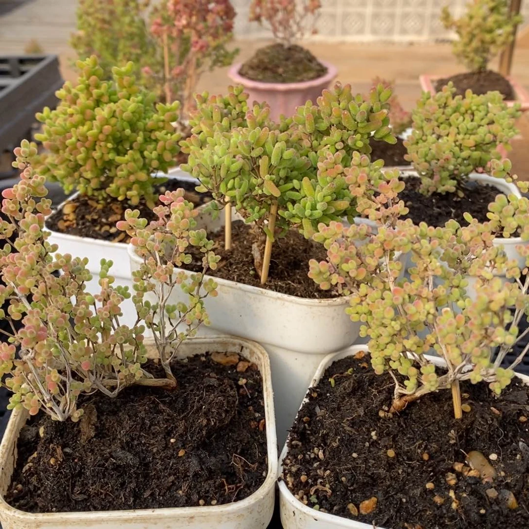 枝干蜜桔糖球来咯443