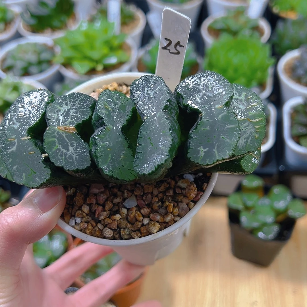 万象盆母本玉扇玉露多肉植物一颗