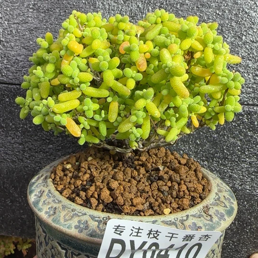 dy0410精控大金桔冠服9cm不带盆直杆