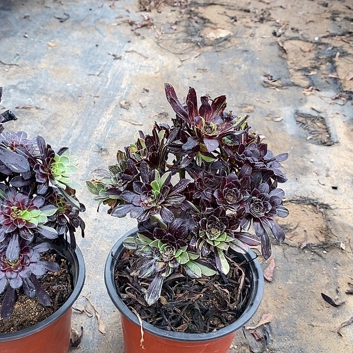 水墨丹青多肉植物021