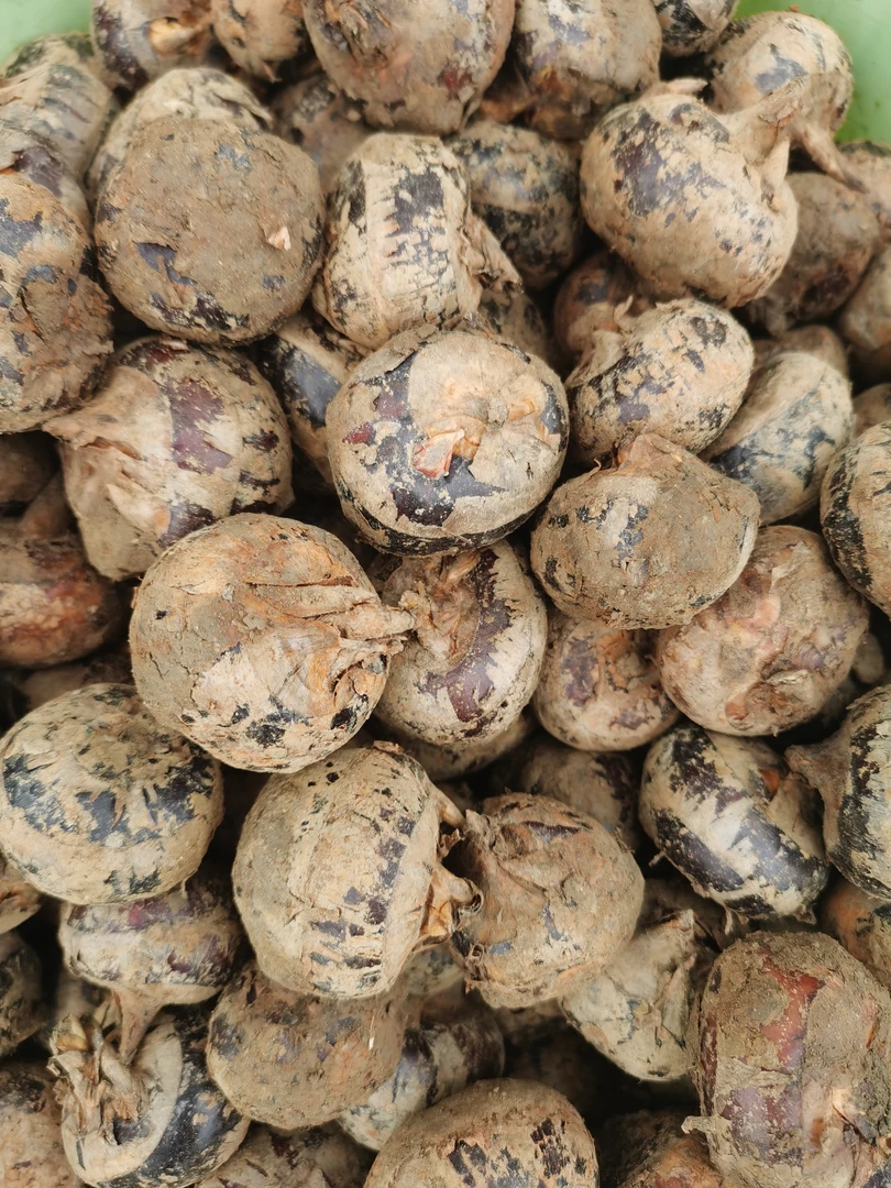 贵州马蹄老品种口感脆甜