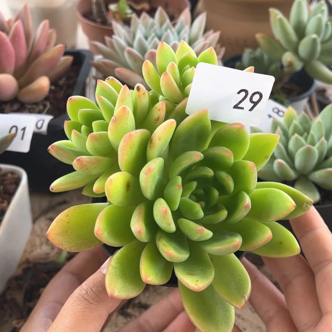 【闪购商品】29。 1111111111