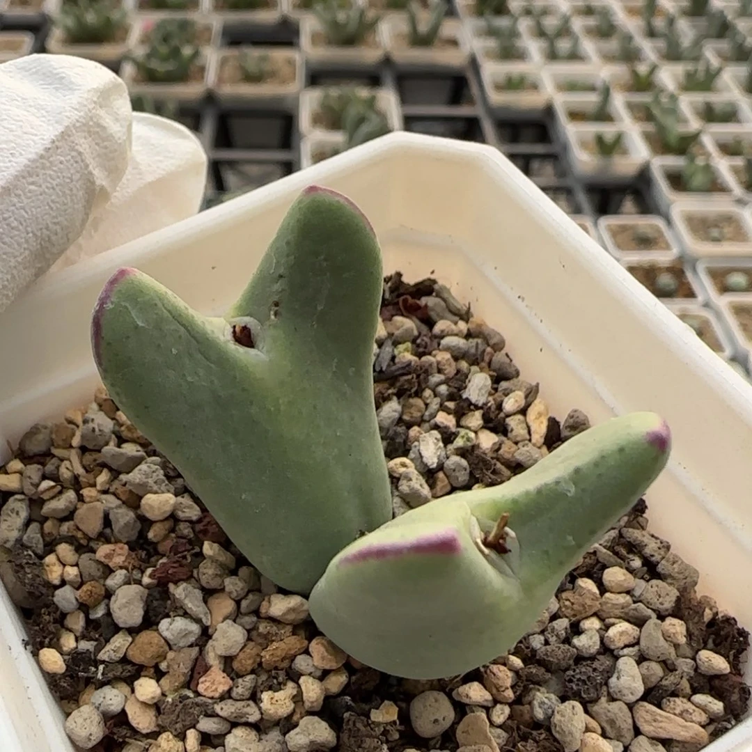 12-27-018当天满38包邮清货红边少将脱土