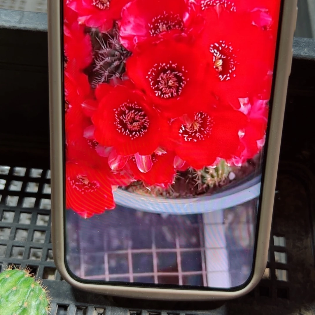 下19白檀血色歪无根侧芽3公分左右20包邮