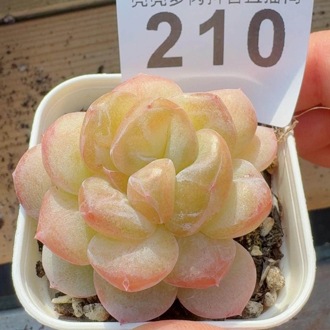 丑萌       多肉植物