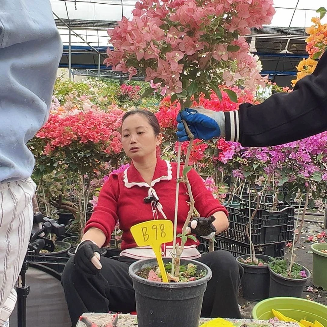 太***阳大部分花苞少量开放B98卡亚塔