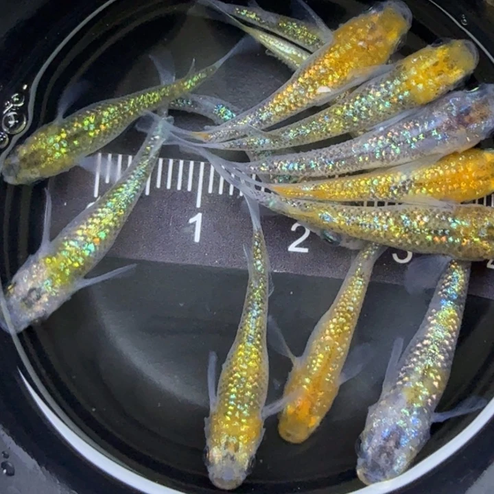 青鳉鱼混搭星光26号