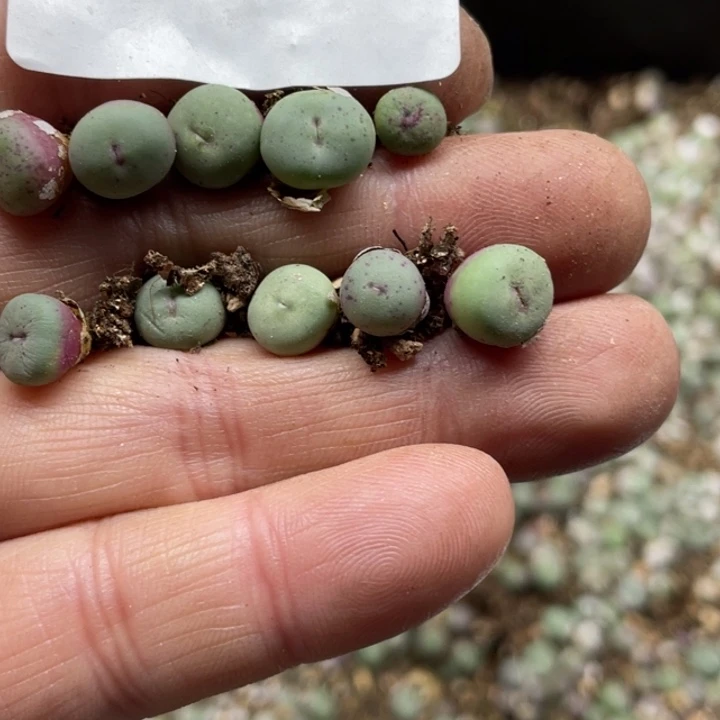 完全开放589小红嘴lllll