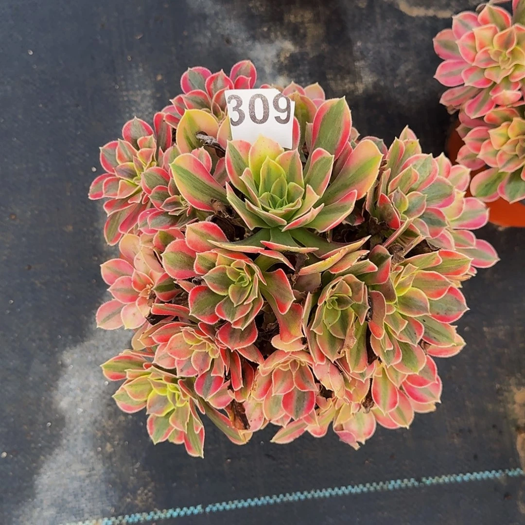 309男神法师植物多肉