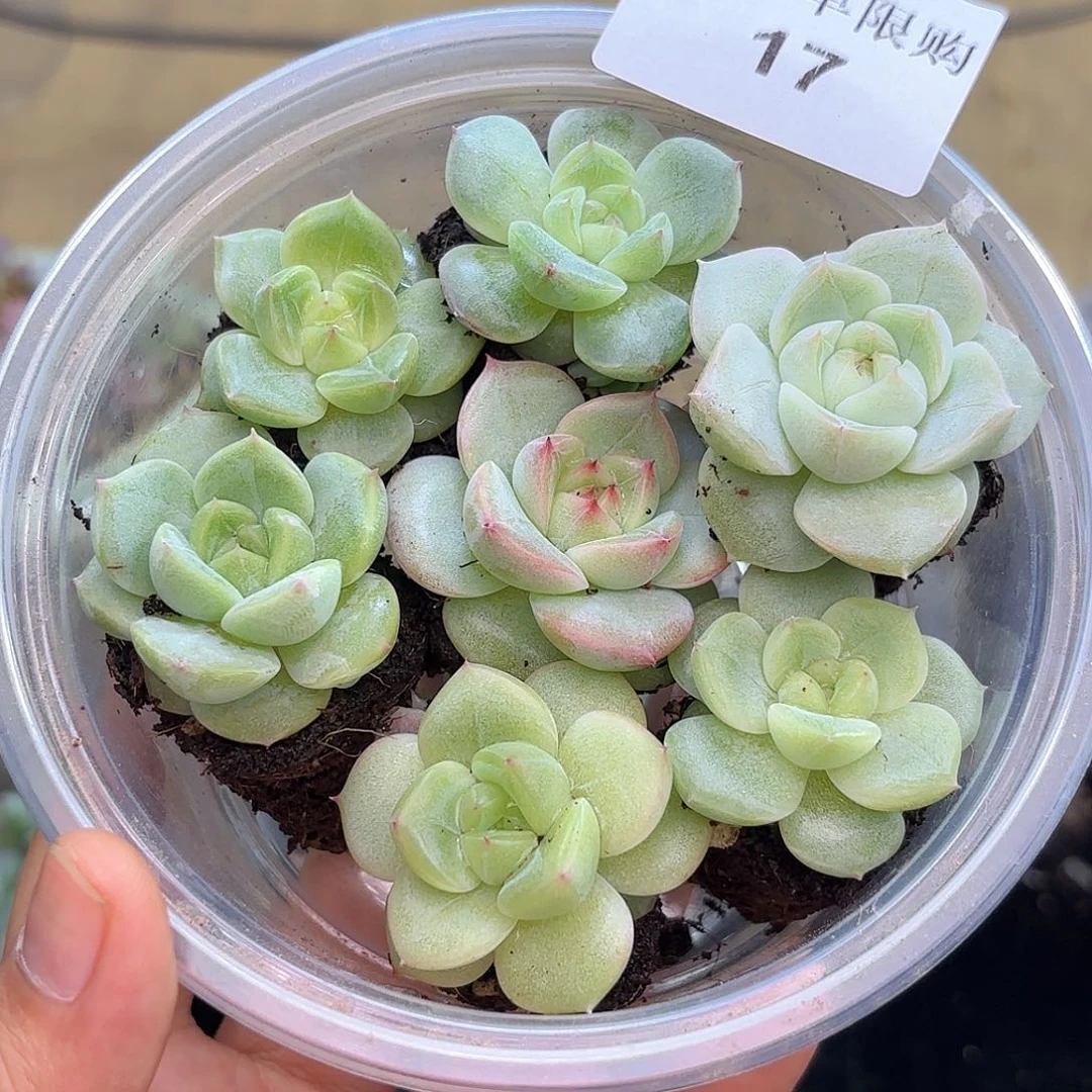 ?****子17 新疆西藏内蒙不发货 尺寸2到3厘米