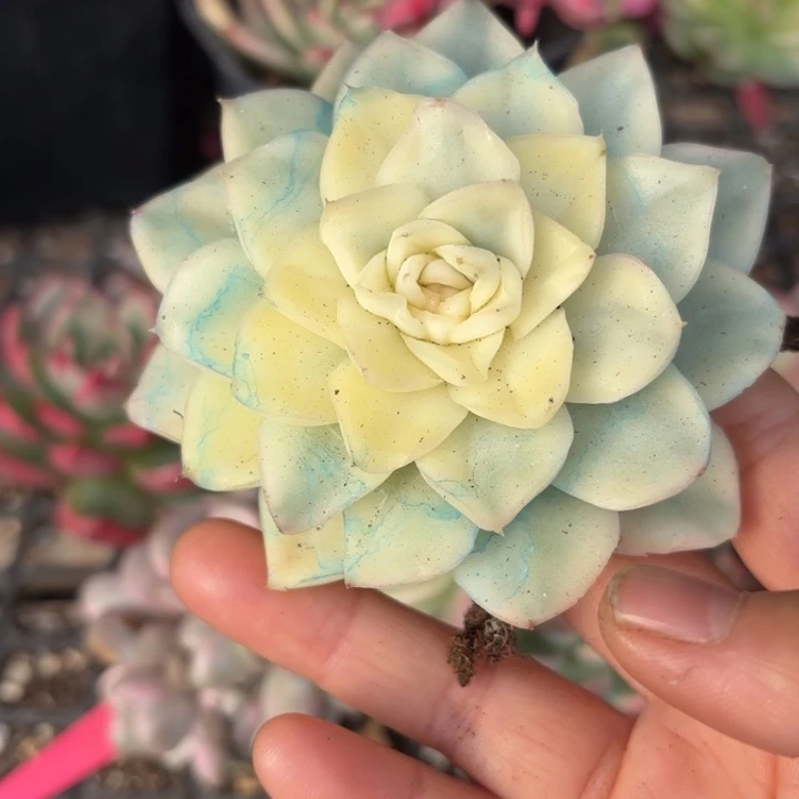 多肉植物锦满18包邮