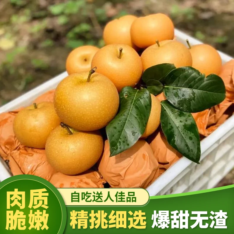 山东烟台莱阳正宗秋月梨中秋脆甜多汁当季新鲜水果