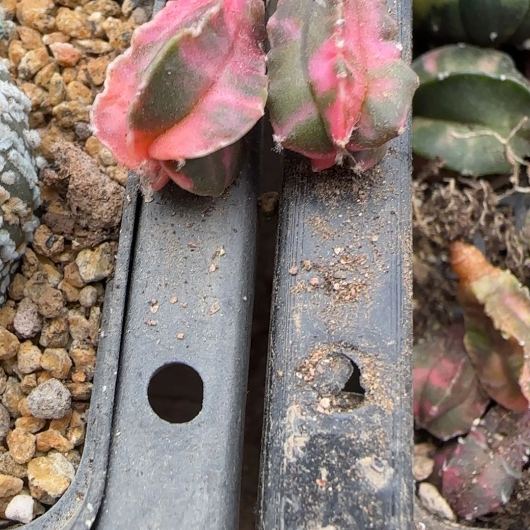 来***水570实生鸾凤玉锦两颗发货