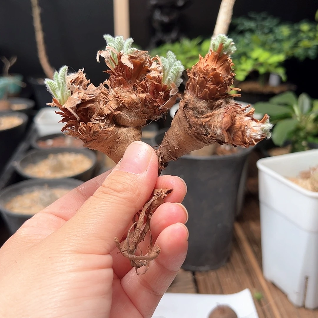 摸***鱼羽叶洋葵脱土发货➕赠品
