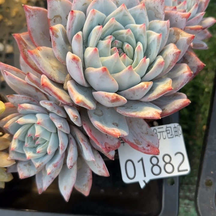 幸运儿是一位非常优秀幸运