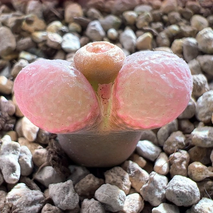 A320.  优选超好看粉风铃母本。