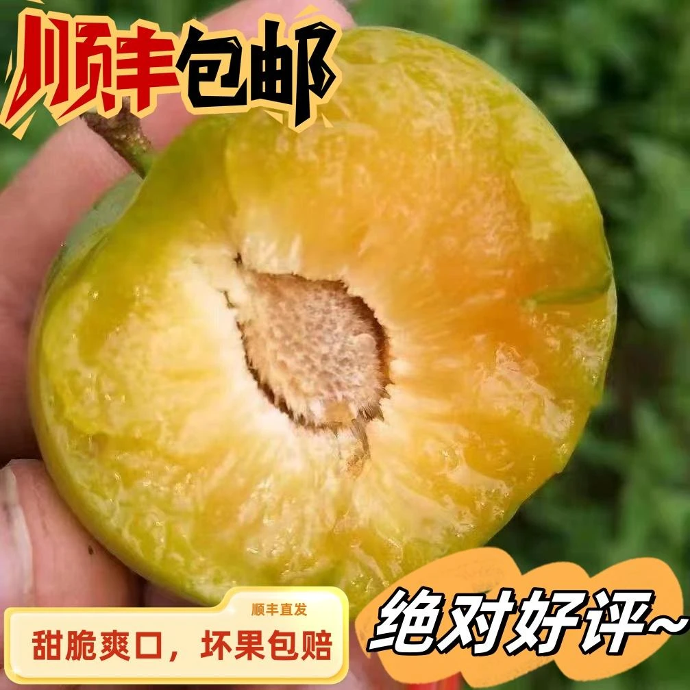 正宗蜂糖李新鲜现摘现发当季脆甜多汁水果脆甜