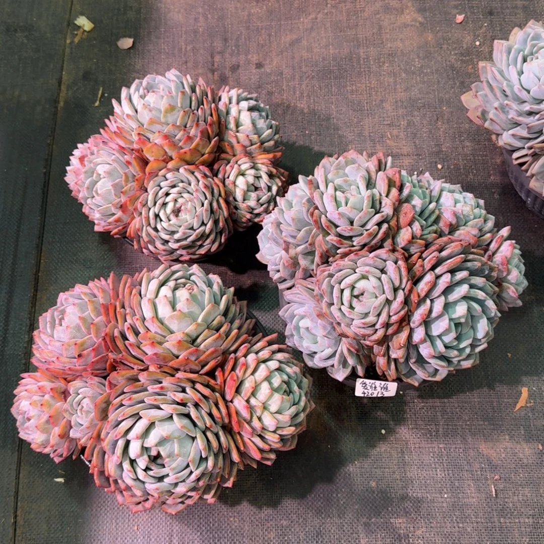 爱谁谁橙梦露大群3颗寄养