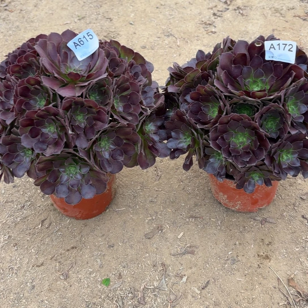 一***缘荷兰玫瑰2棵断枝不包172.615