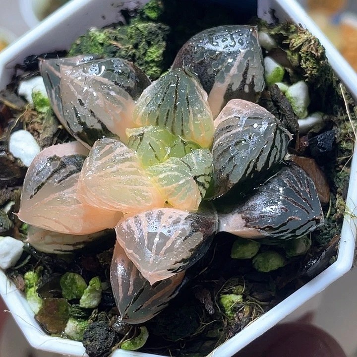 773赤焰玉露锦特选福利