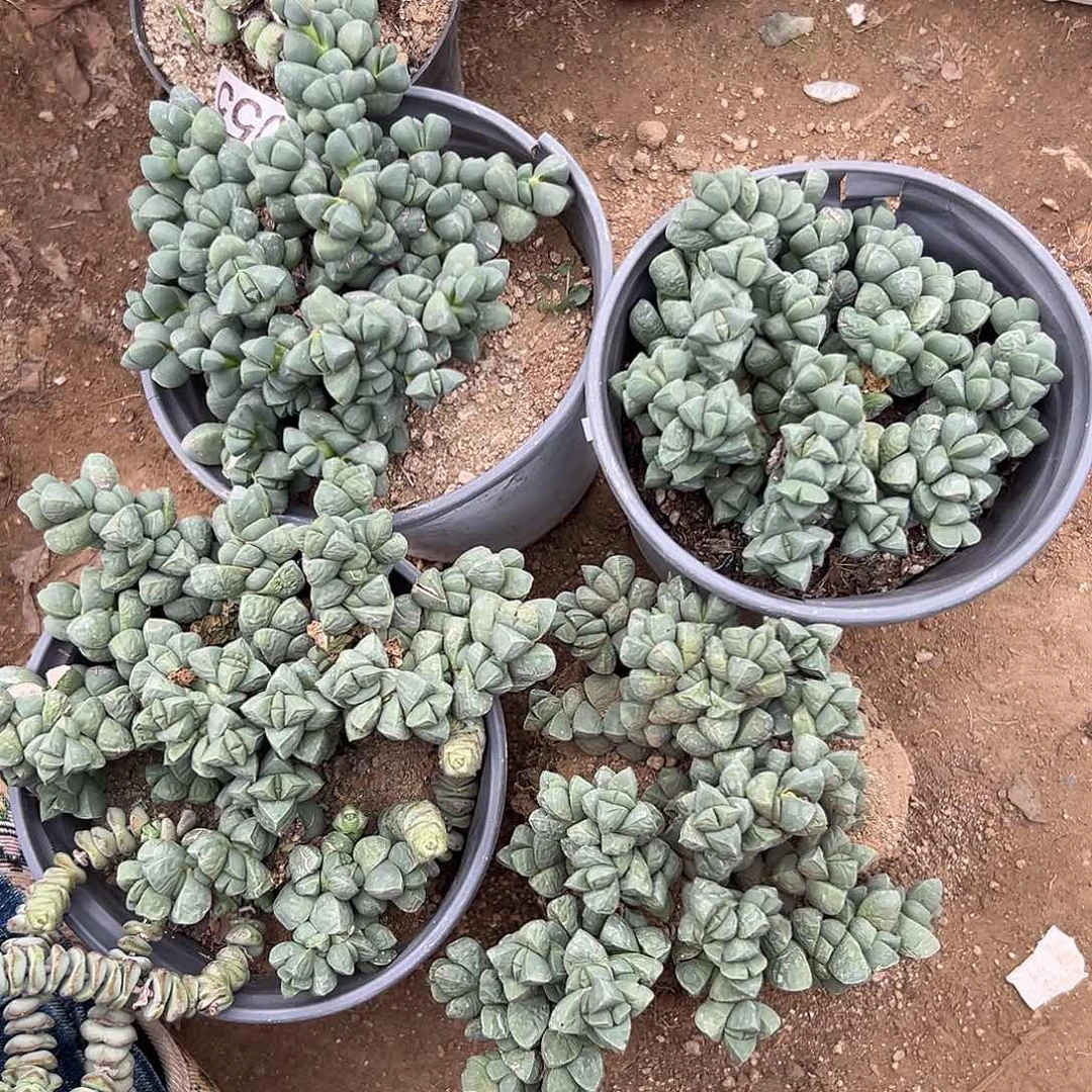 ****。多肉植物多肉植物