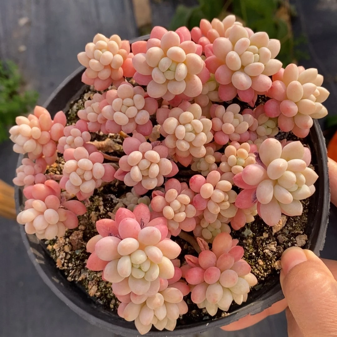 鱼子酱老桩一物一拍
