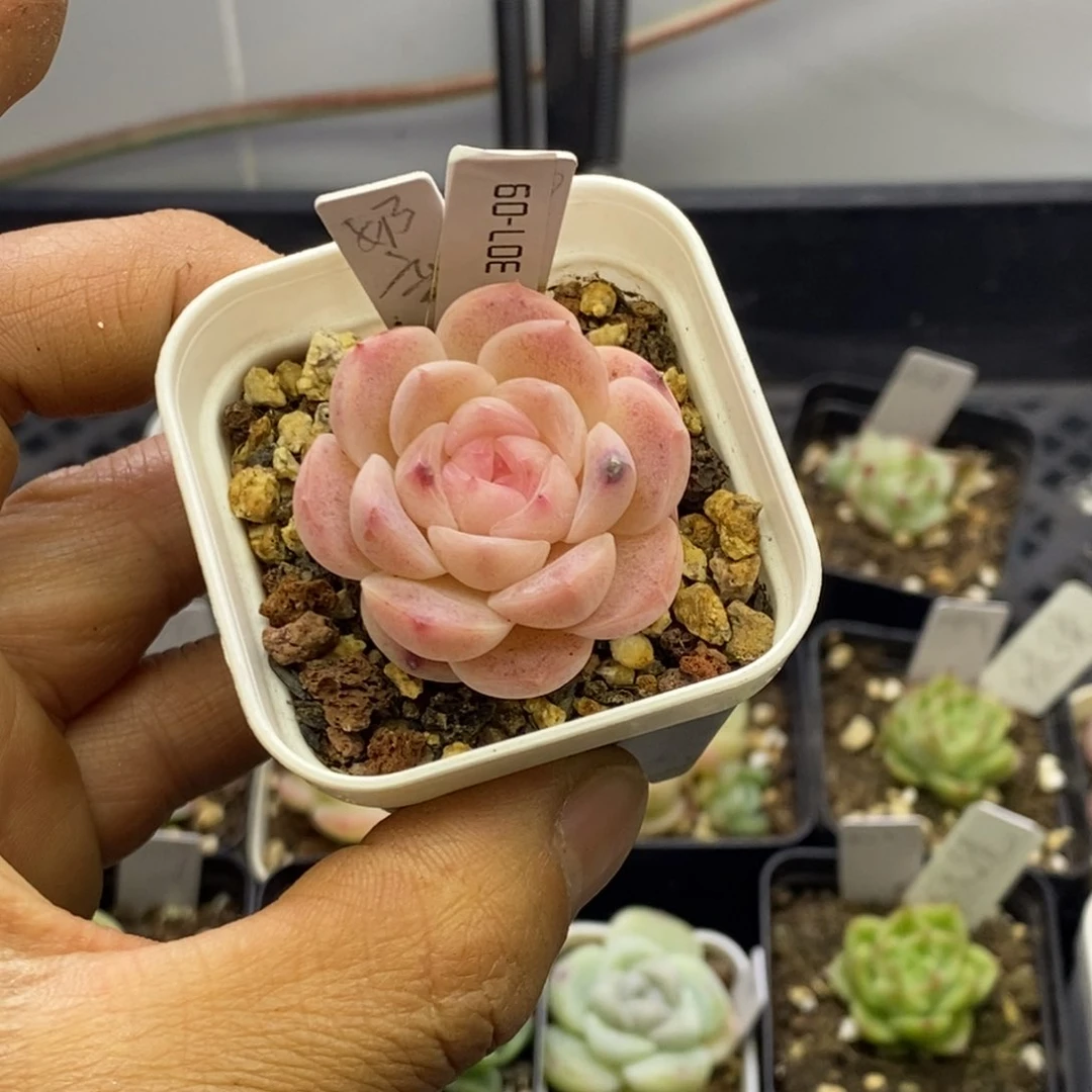 小***娃精品杂交多肉30708