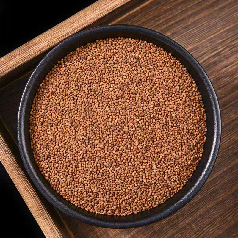 【豆-寄-生】云南大山现收正品250g豆-寄-生五味子沙苑子泡水枸杞