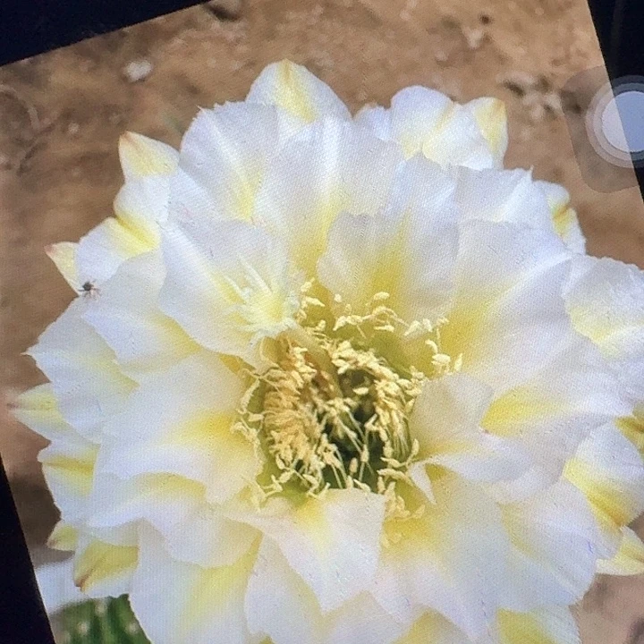 加强六月五侧芽5公分左右毛花柱（20包邮）