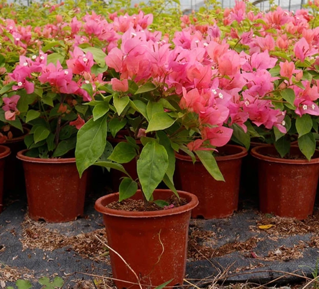 【橙粉公主】三角梅新品阳台庭院四季勤花新手懒人植物带花花卉绿植