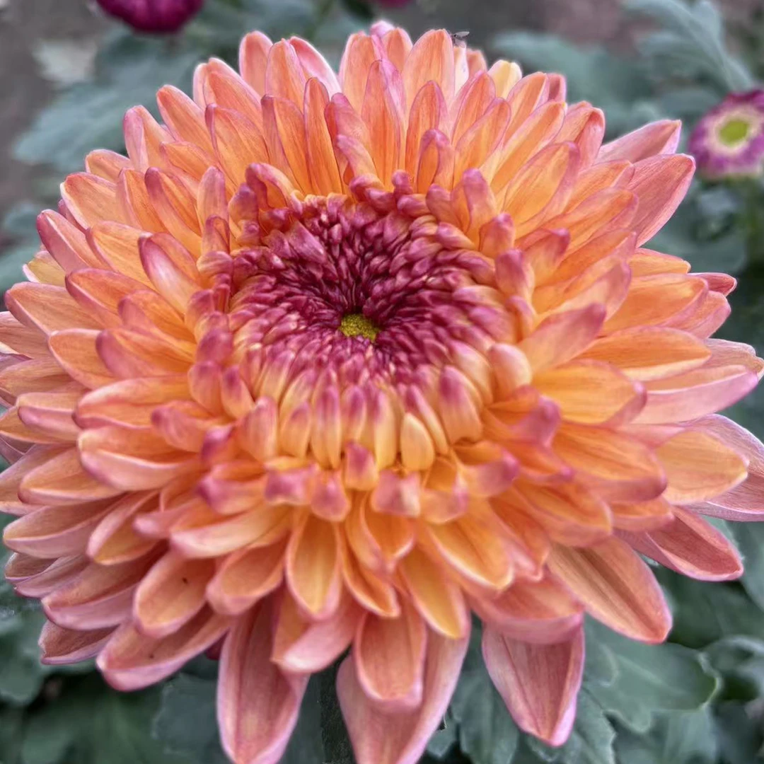 蜡染（变色菊九月大菊）基地直发