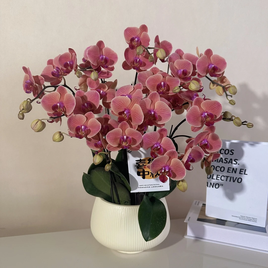 【小桔灯】蝴蝶兰盆栽花卉观花植物室内四季开花优质耐旱陶瓷盆