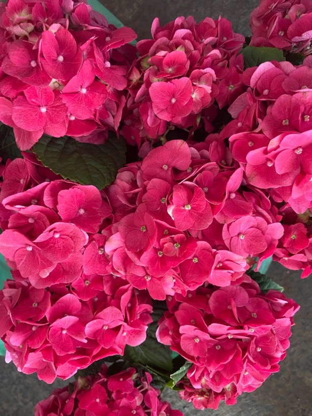 绿满天涯直播间 绣球 盆栽绿植庭院好养昆明基地直发