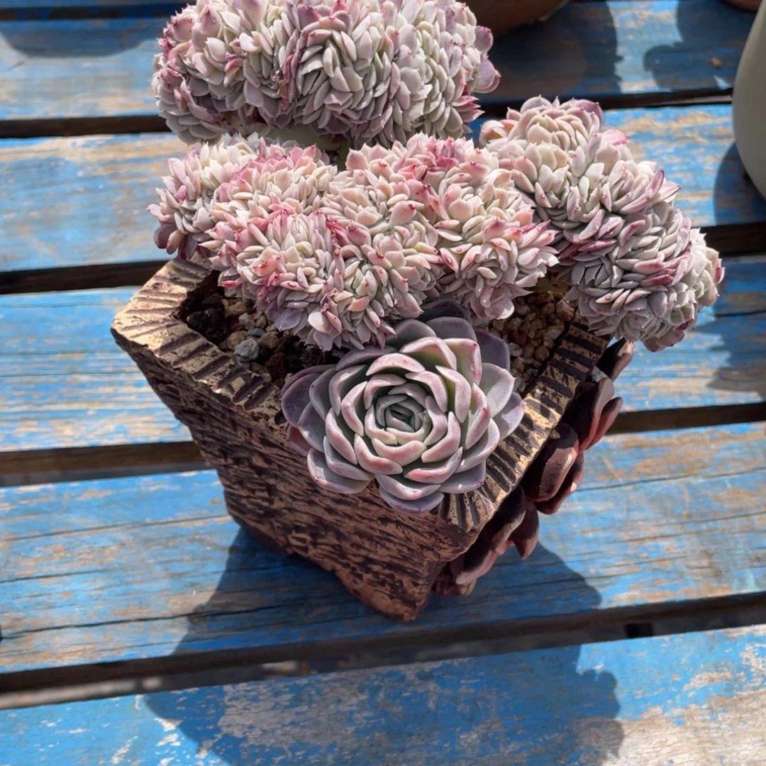 豆总多肉紫月影缀