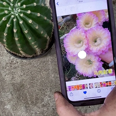 马炳仙人球，etiooo