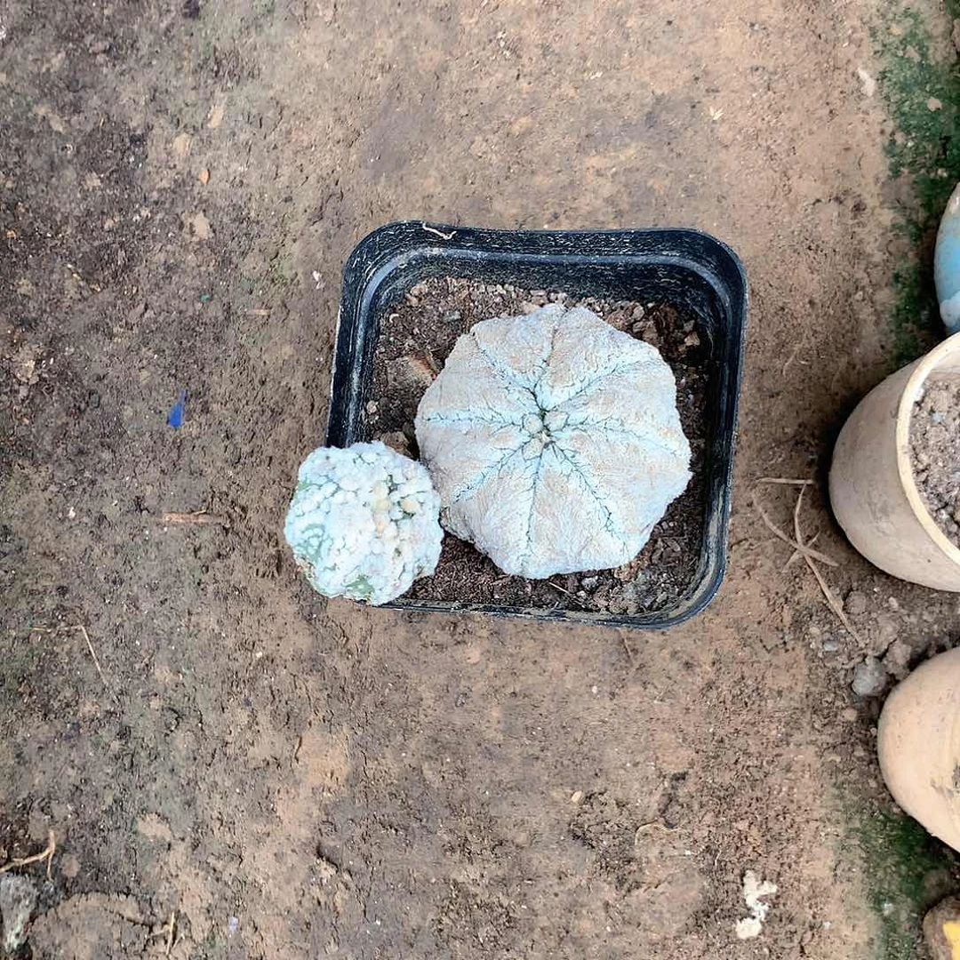 【闪购商品】两兜兜兜