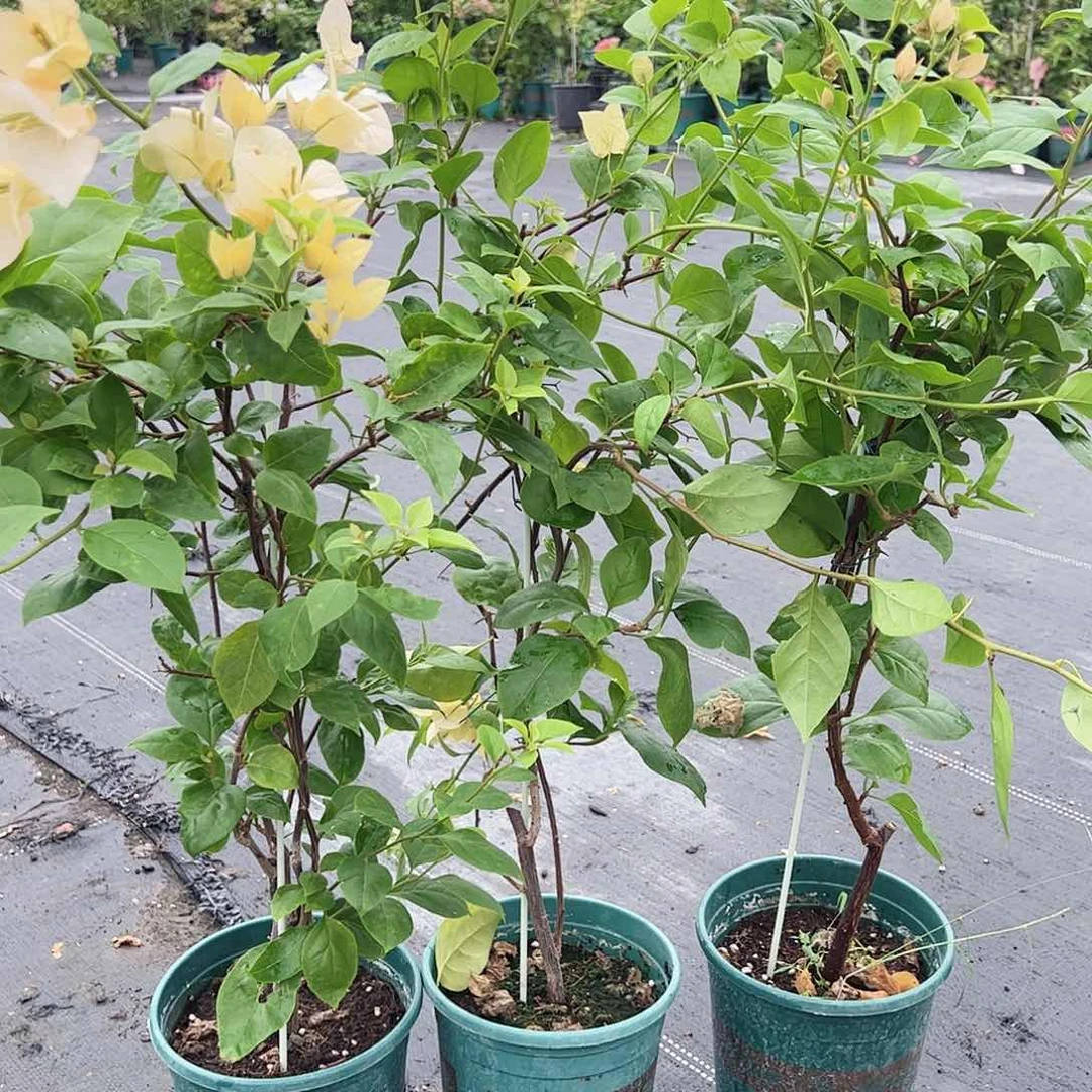 完全开放苏瓦那一颗