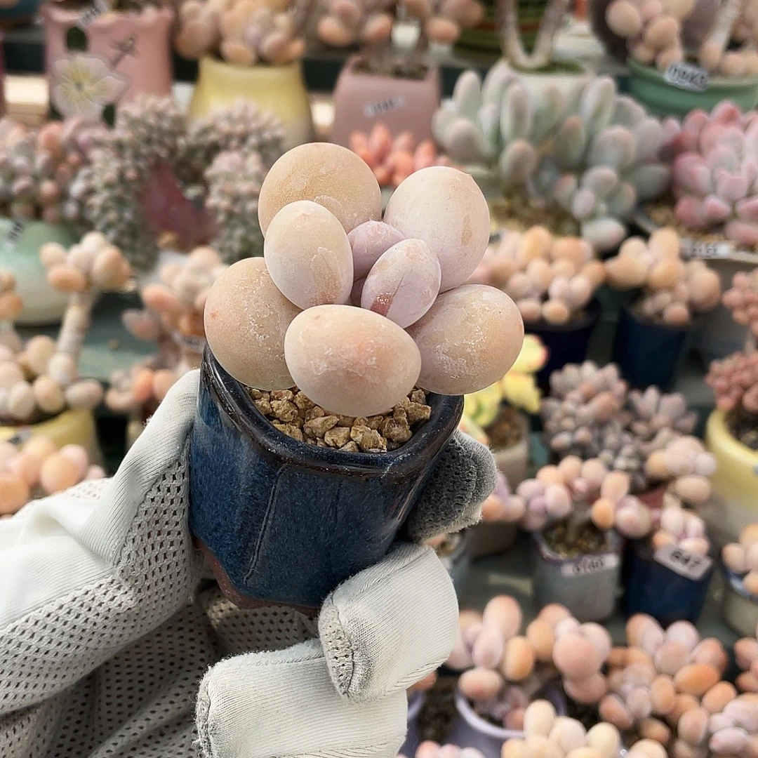 多肉植物的生长发育