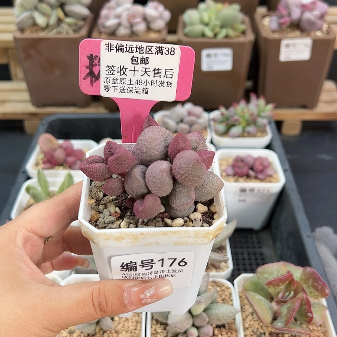 176水蜜桃多肉植物