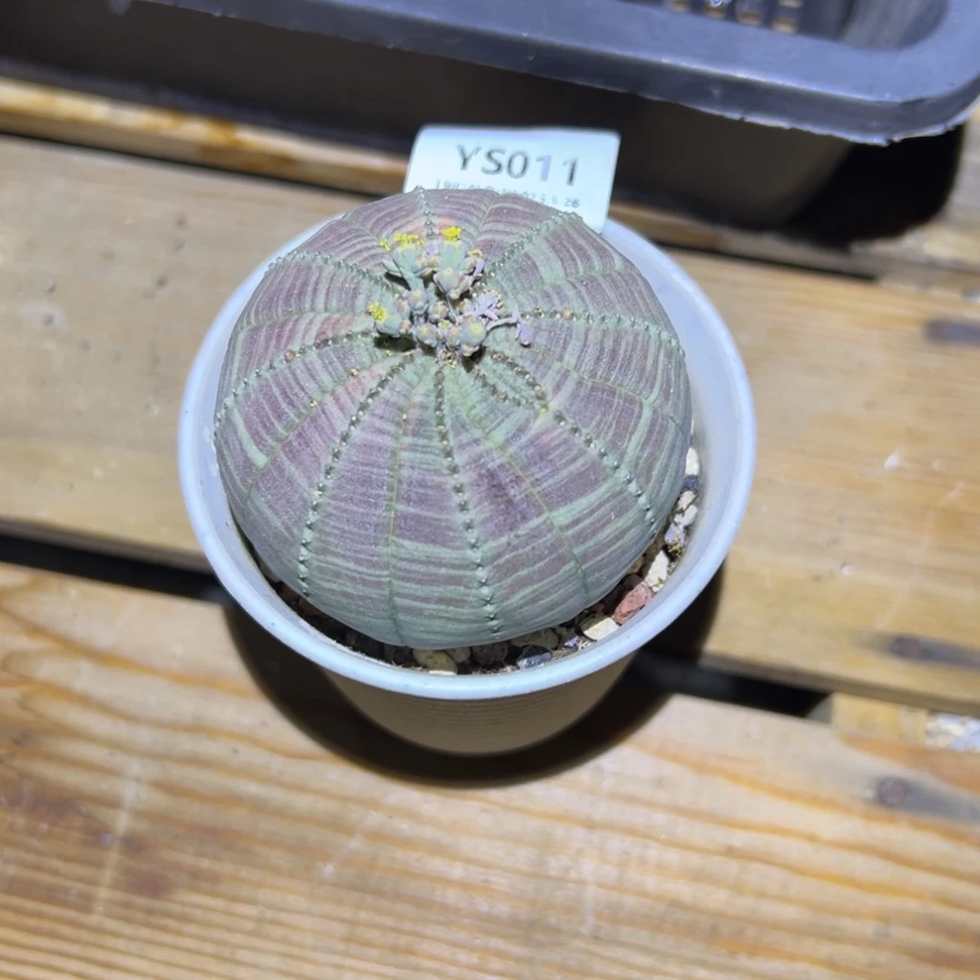 粗砂花盆臭****YS011➕寄养➕习志野