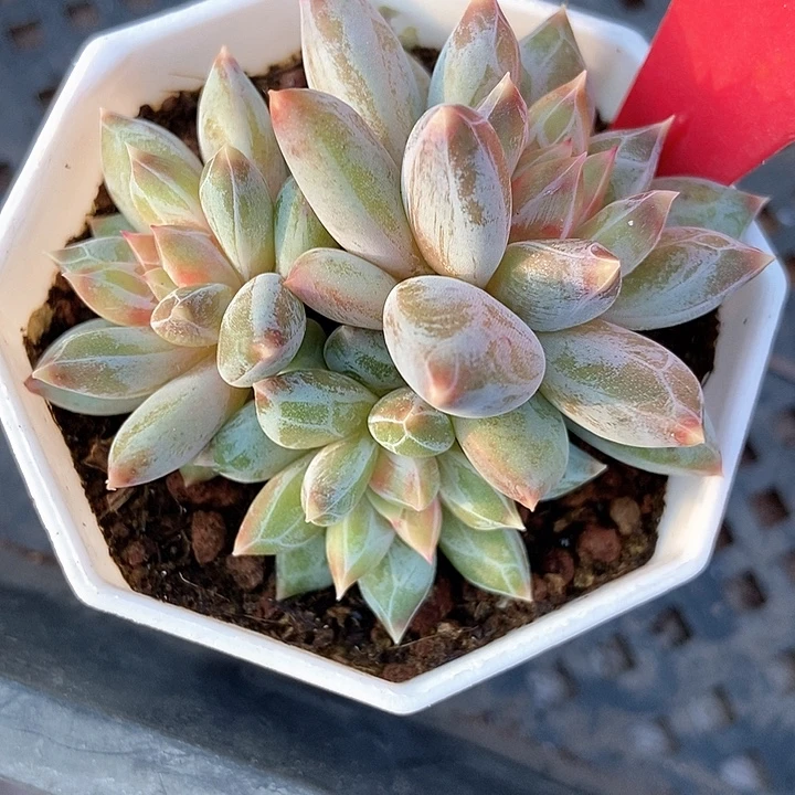 多肉植物伊丽莎白810