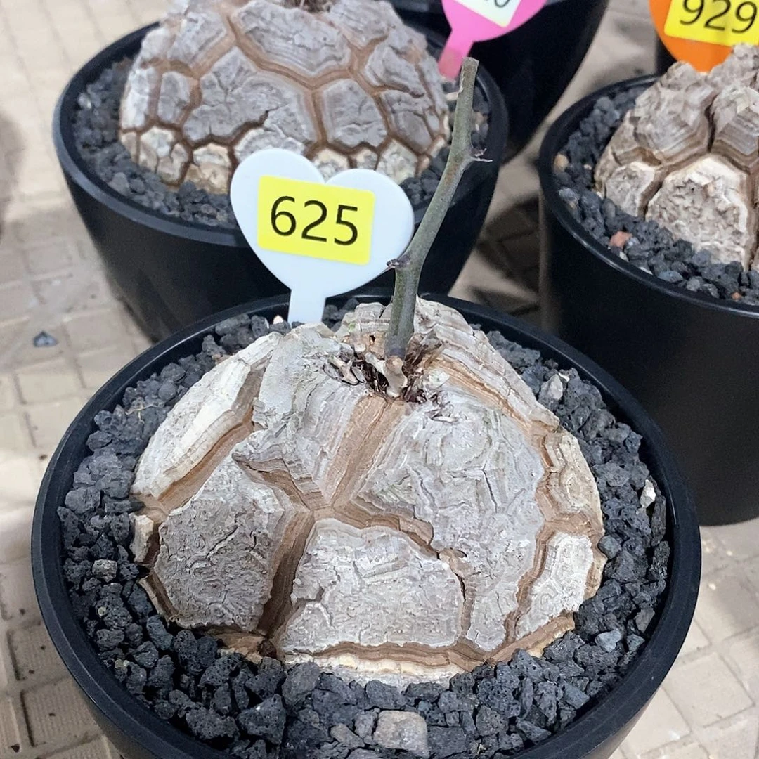 南非龟甲龙龟甲龙