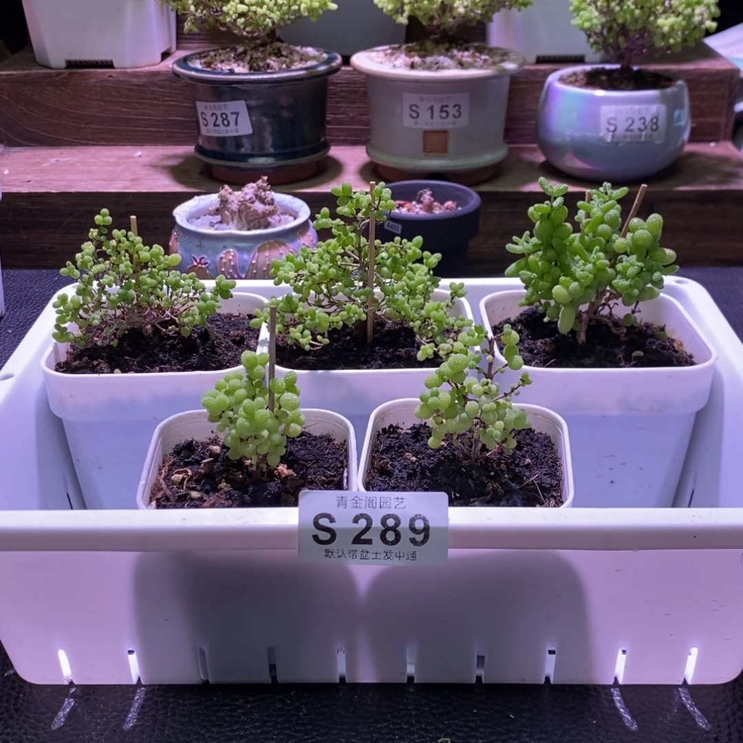 枝干番杏框拍福利S289